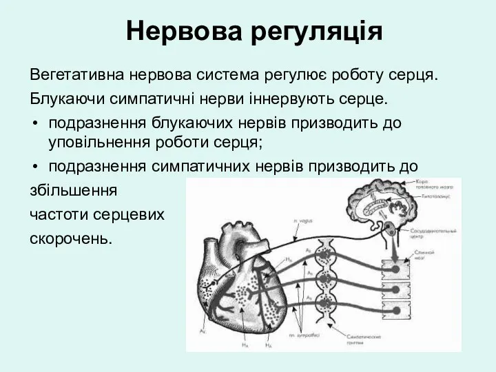Нервова регуляція Вегетативна нервова система регулює роботу серця. Блукаючи симпатичні
