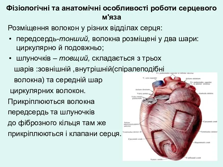 Фізіологічні та анатомічні особливості роботи серцевого м'яза Розміщення волокон у