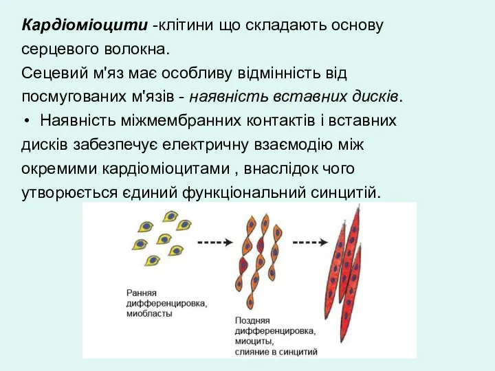 Кардіоміоцити -клітини що складають основу серцевого волокна. Сецевий м'яз має