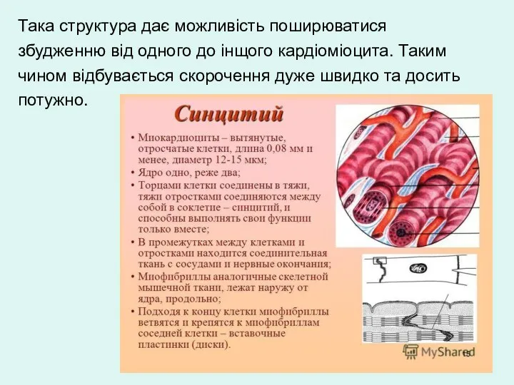 Така структура дає можливість поширюватися збудженню від одного до інщого