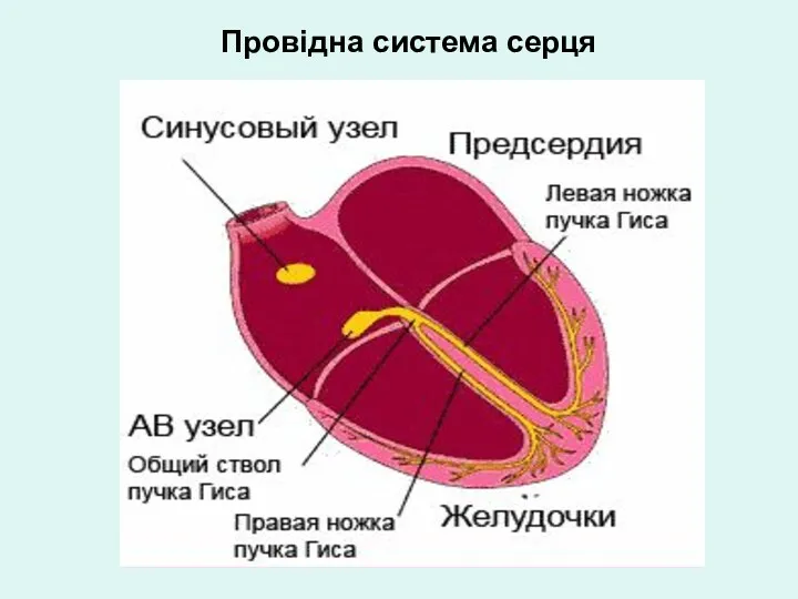 Провідна система серця