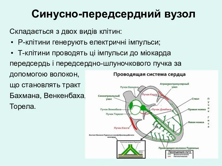 Синусно-передсердний вузол Складається з двох видів клітин: Р-клітини генерують електричні