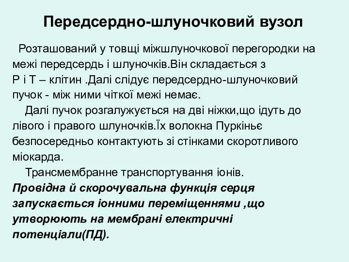 Передсердно-шлуночковий вузол Розташований у товщі міжшлуночкової перегородки на межі передсердь