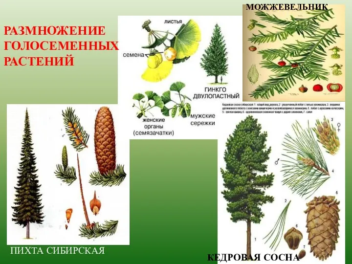 РАЗМНОЖЕНИЕ ГОЛОСЕМЕННЫХ РАСТЕНИЙ МОЖЖЕВЕЛЬНИК ПИХТА СИБИРСКАЯ КЕДРОВАЯ СОСНА