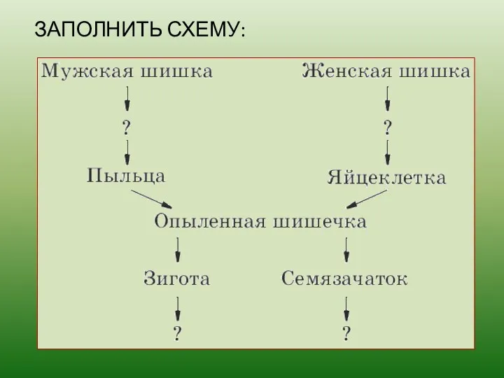 ЗАПОЛНИТЬ СХЕМУ: