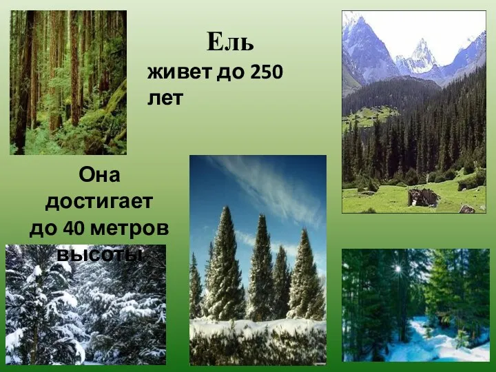 Ель живет до 250 лет Она достигает до 40 метров высоты