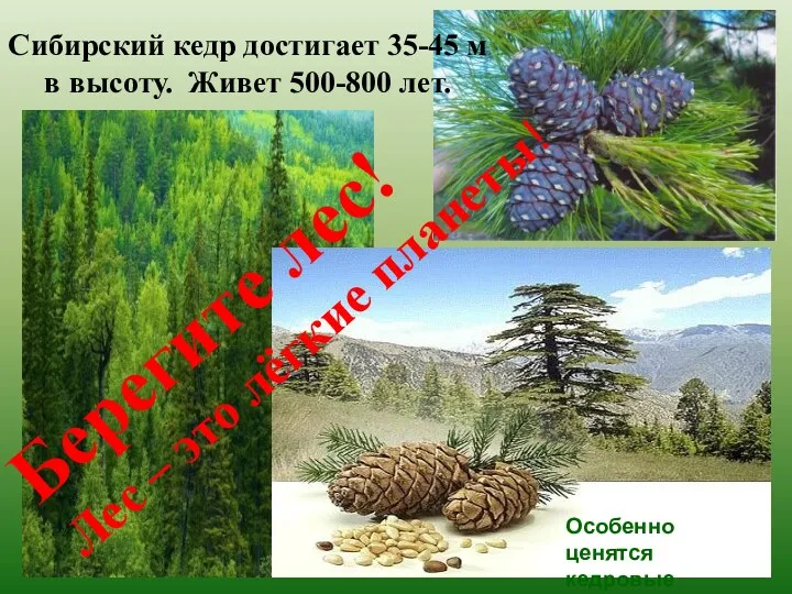 Сибирский кедр достигает 35-45 м в высоту. Живет 500-800 лет. Особенно ценятся кедровые