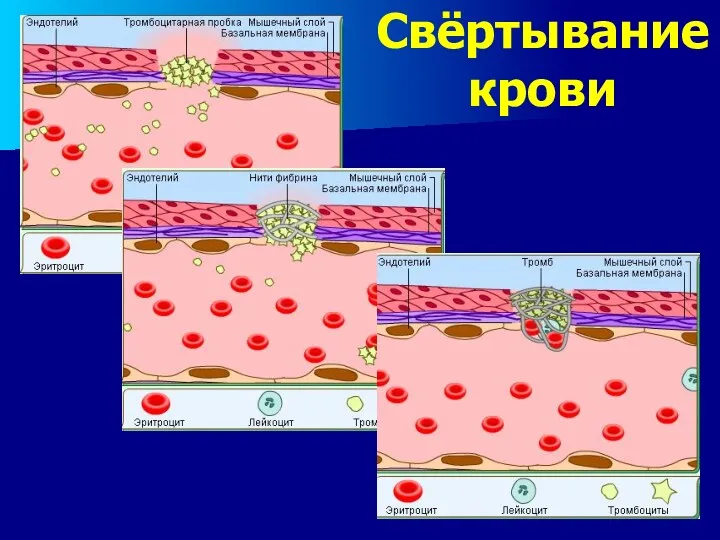 Свёртывание крови