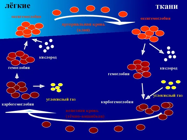 гемоглобин кислород гемоглобин оксигемоглобин оксигемоглобин кислород карбогемоглобин карбогемоглобин углекислый газ