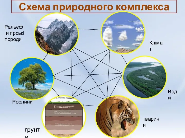 Схема природного комплекса Клімат Води тварини грунти Рослини Рельєф и гірські породи