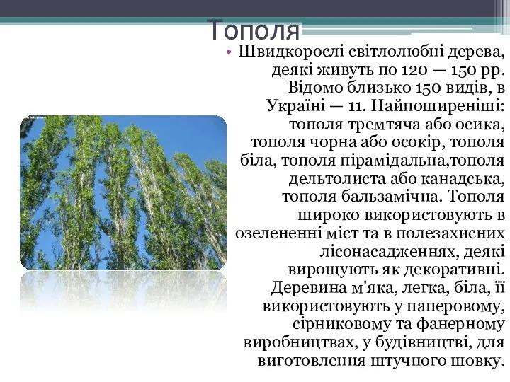 Тополя Швидкорослі світлолюбні дерева, деякі живуть по 120 — 150