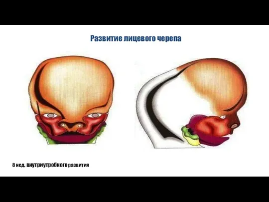 8 нед. внутриутробного развития Развитие лицевого черепа