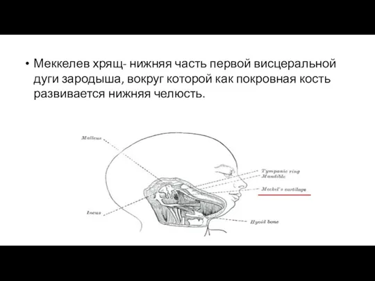 Меккелев хрящ- нижняя часть первой висцеральной дуги зародыша, вокруг которой как покровная кость развивается нижняя челюсть.