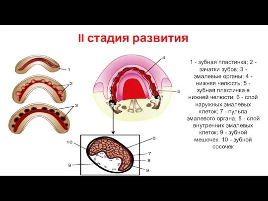 II стадия развития 1 - зубная пластинка; 2 - зачатки