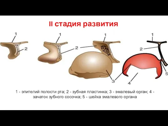 II стадия развития 1 - эпителий полости рта; 2 -