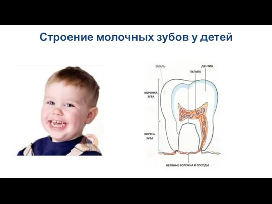 Строение молочных зубов у детей