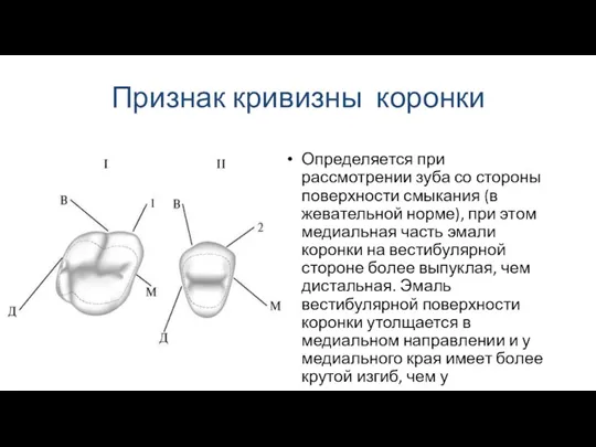 Признак кривизны коронки Определяется при рассмотрении зуба со стороны поверхности