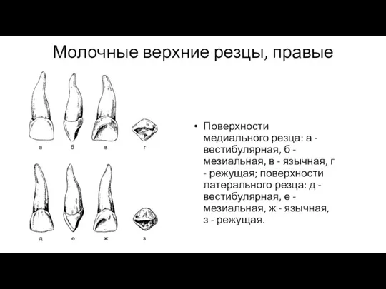 Молочные верхние резцы, правые Поверхности медиального резца: а - вестибулярная,