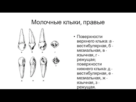 Молочные клыки, правые Поверхности верхнего клыка: а - вестибулярная, б