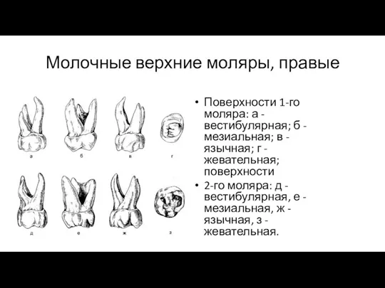 Молочные верхние моляры, правые Поверхности 1-го моляра: а - вестибулярная;