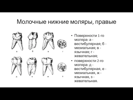 Молочные нижние моляры, правые Поверхности 1-го моляра: а - вестибулярная;