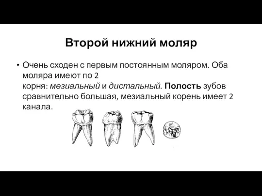 Второй нижний моляр Очень сходен с первым постоянным моляром. Оба