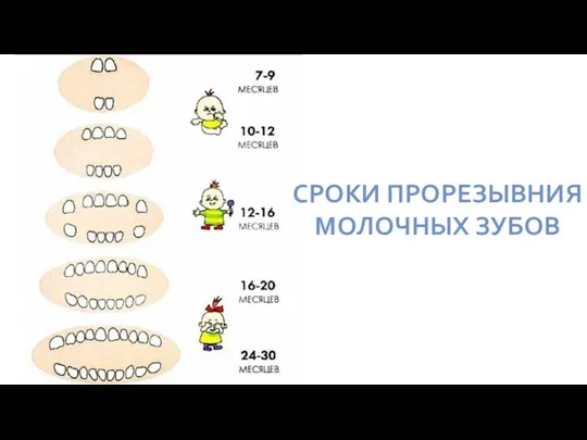 СРОКИ ПРОРЕЗЫВНИЯ МОЛОЧНЫХ ЗУБОВ