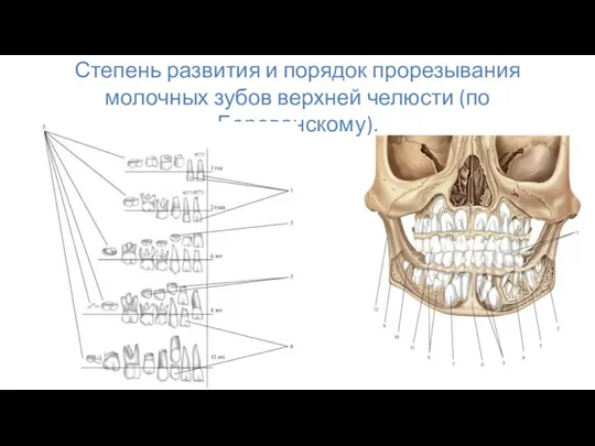 Степень развития и порядок прорезывания молочных зубов верхней челюсти (по Борованскому).