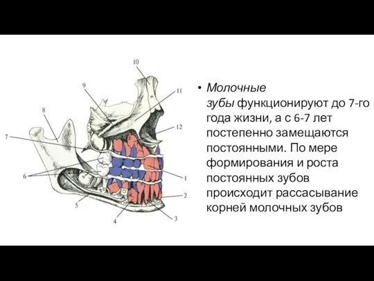 Молочные зубы функционируют до 7-го года жизни, а с 6-7