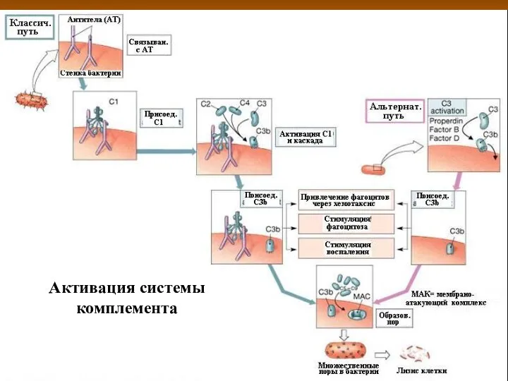 Активация системы комплемента Активация системы комплемента