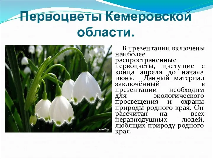 Первоцветы Кемеровской области. В презентации включены наиболее распространенные первоцветы, цветущие с конца апреля