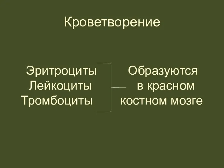 Кроветворение Эритроциты Образуются Лейкоциты в красном Тромбоциты костном мозге