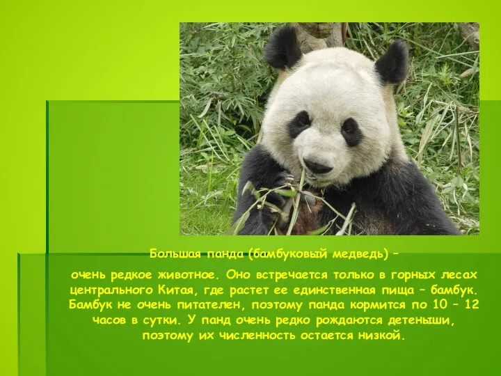 Большая панда (бамбуковый медведь) – очень редкое животное. Оно встречается