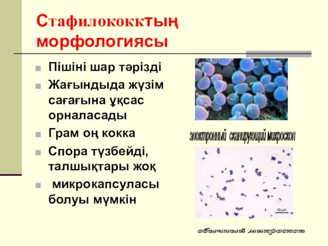 Стафилококктың морфологиясы Пішіні шар тәрізді Жағындыда жүзім сағағына ұқсас орналасады