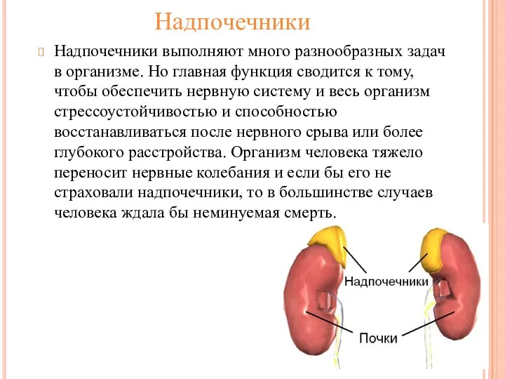 Надпочечники Надпочечники выполняют много разнообразных задач в организме. Но главная