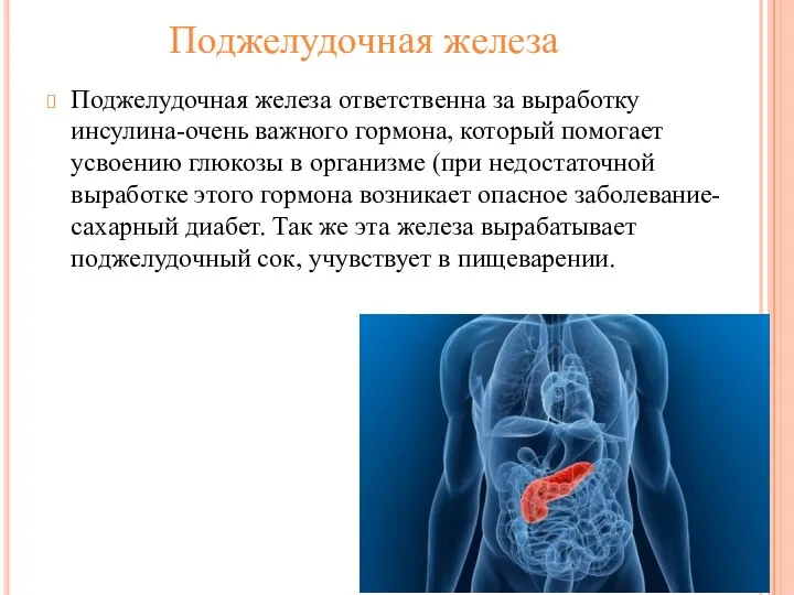 Поджелудочная железа Поджелудочная железа ответственна за выработку инсулина-очень важного гормона,