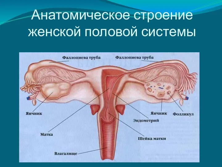 Анатомическое строение женской половой системы