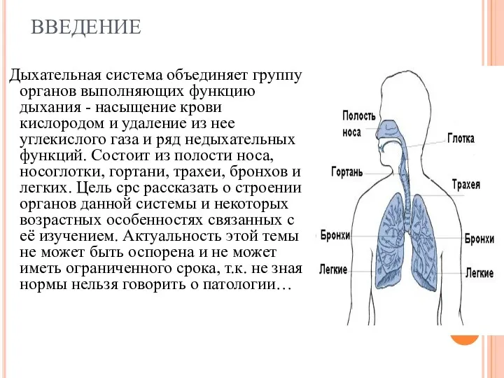 ВВЕДЕНИЕ Дыхательная система объединяет группу органов выполняющих функцию дыхания - насыщение крови кислородом