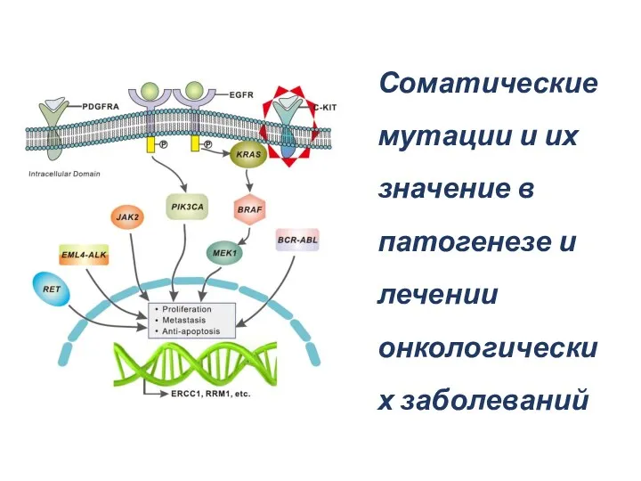 Соматические мутации и их значение в патогенезе и лечении онкологических заболеваний
