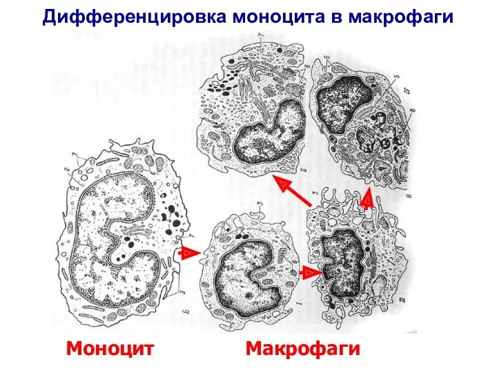 Накопление краски в макрофагах РВСТ Моноцит Макрофаги Дифференцировка моноцита в макрофаги
