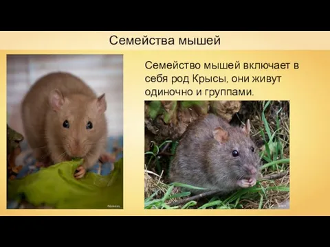 Семейства мышей Семейство мышей включает в себя род Крысы, они живут одиночно и группами. Odessicus Liftarn