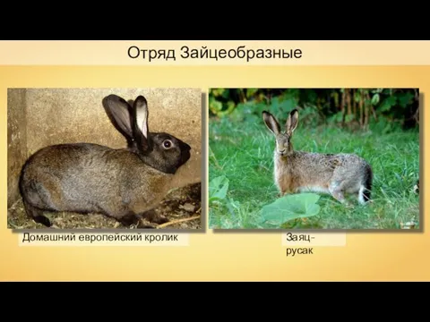 Отряд Зайцеобразные Домашний европейский кролик Заяц-русак Nordelch