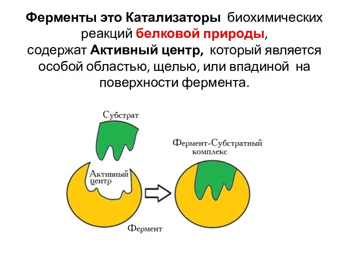 Ферменты это Катализаторы биохимических реакций белковой природы, содержат Активный центр,