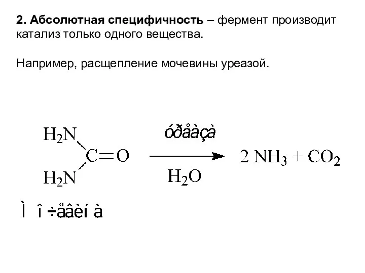 2. Абсолютная специфичность – фермент производит катализ только одного вещества. Например, расщепление мочевины уреазой.