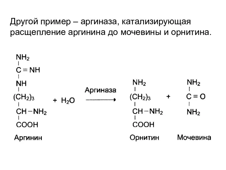 Другой пример – аргиназа, катализирующая расщепление аргинина до мочевины и орнитина.