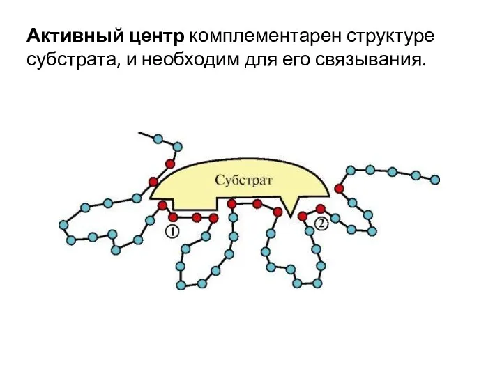 Активный центр комплементарен структуре субстрата, и необходим для его связывания.