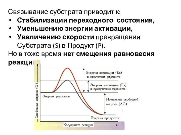 Связывание субстрата приводит к: Стабилизации переходного состояния, Уменьшению энергии активации,