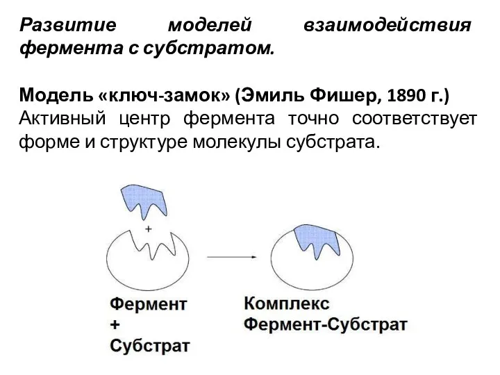 Развитие моделей взаимодействия фермента с субстратом. Модель «ключ-замок» (Эмиль Фишер,