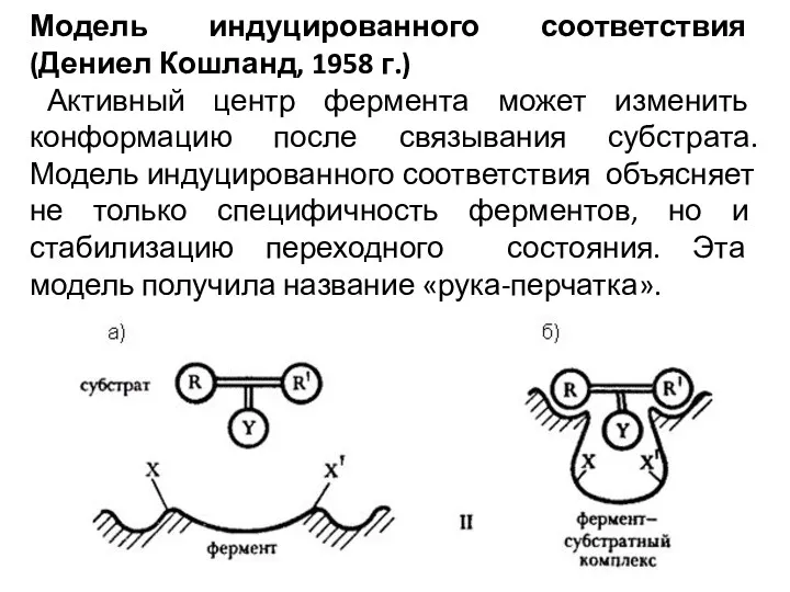 Модель индуцированного соответствия (Дениел Кошланд, 1958 г.) Активный центр фермента