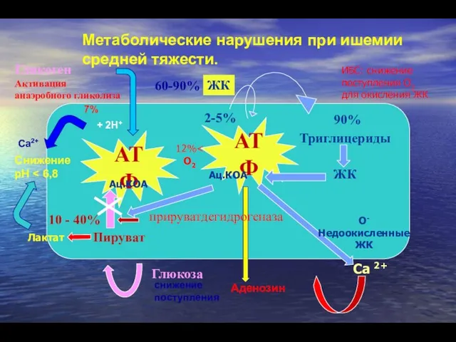 Метаболические нарушения при ишемии средней тяжести. АТФ Глюкоза Пируват 10